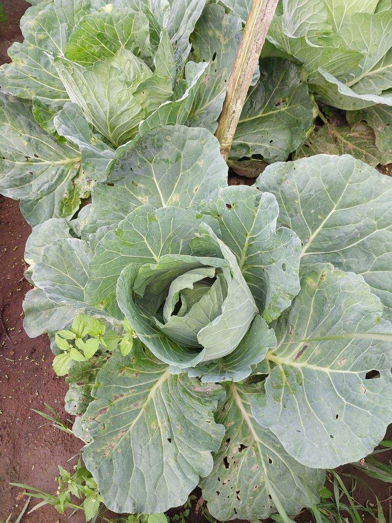 玄関まわりを明るく見せる寄せ植えアイデア